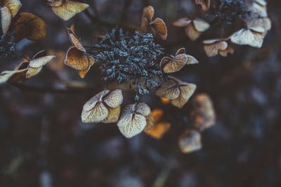 Flower wallpaper,Flower,Flower desktop wallpaper,nature wallpaper