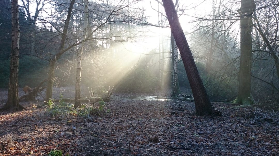 Frost-covered leaves on a forest floor glow under warm sunbeams filtering through bare winter tree branches.