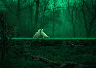 pair,blurred background,pigeons,nature,romantic,green trees,leaf,stone,wall,desktop backgrounds,cool backgrounds,4k wallpaper,grass,windows wallpaper,shadow,trunk,love,wallpaper 4k,forest,light