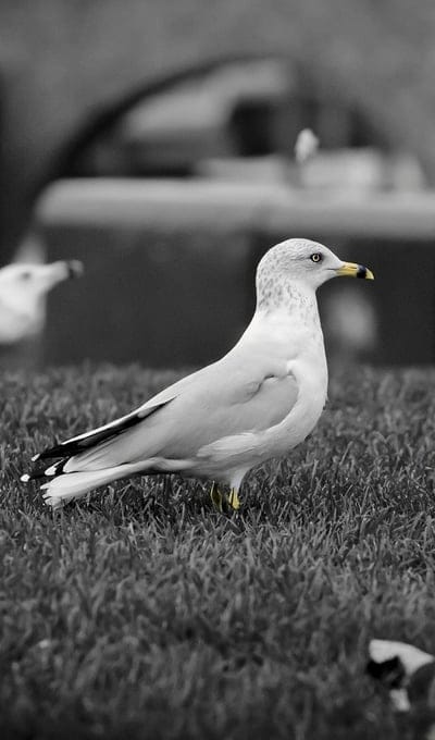 seagull,bird,walk,pack,black white