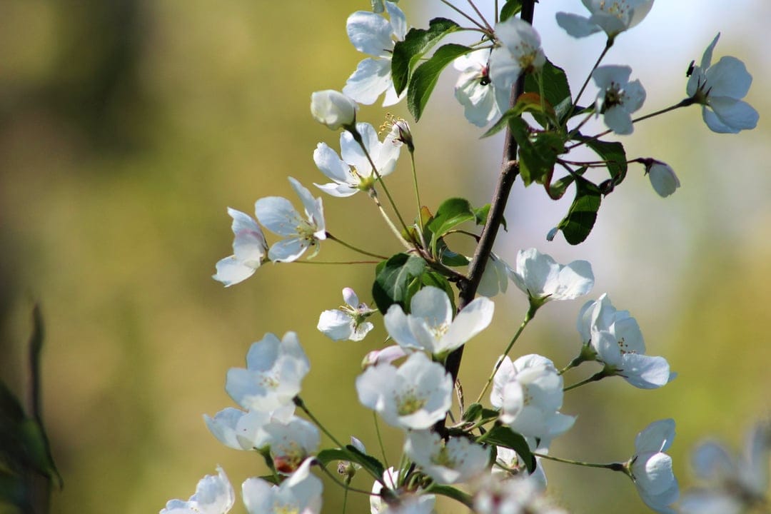 White apple blossoms and green leaves cluster on a branch in soft, dappled sunlight with a blurred background.