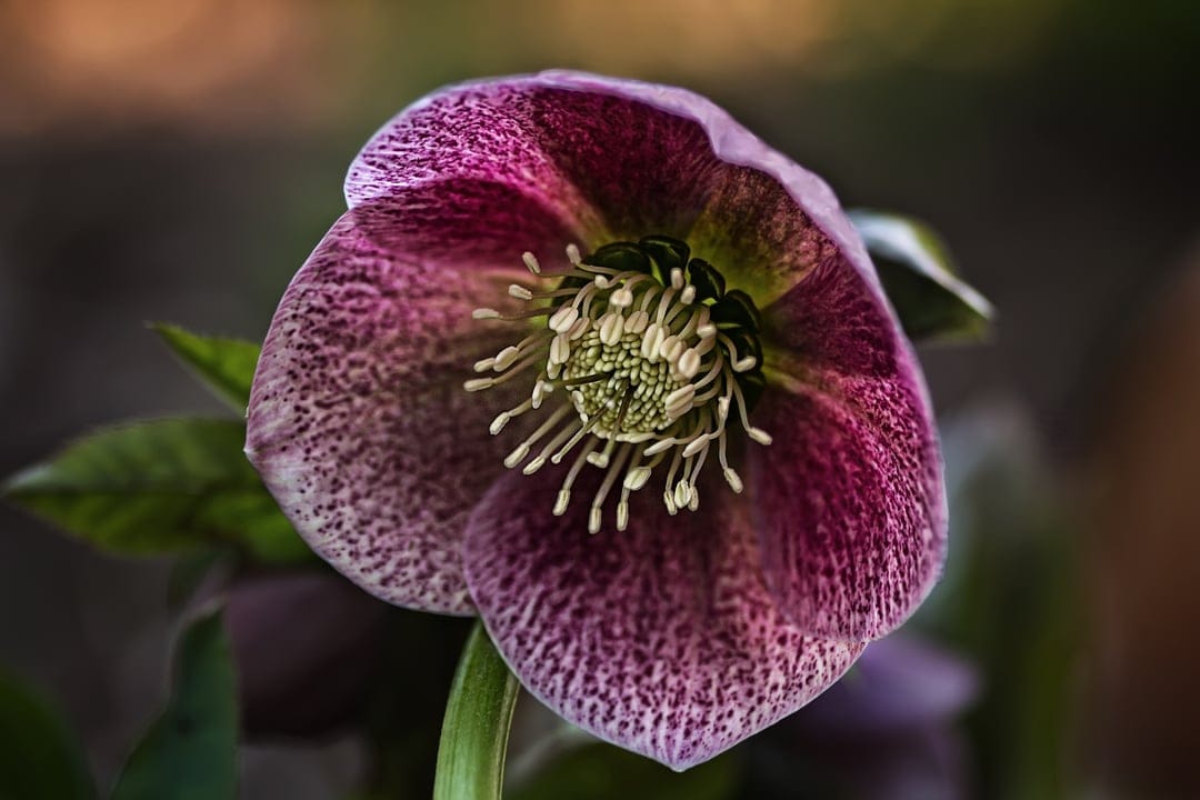 Speckled purple hellebore flower with a green center and prominent stamens captured in a sharp macro close-up.