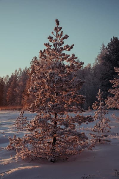 Frost-covered pine tree standing in a snowy forest during a golden sunrise under a clear blue winter sky.