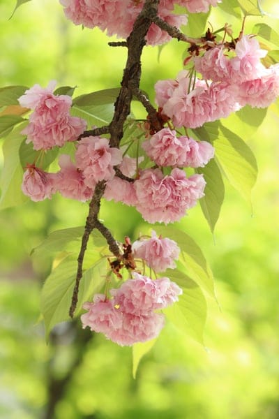 Pink cherry blossoms with ruffled petals grow on a branch with green leaves against a blurred green background.