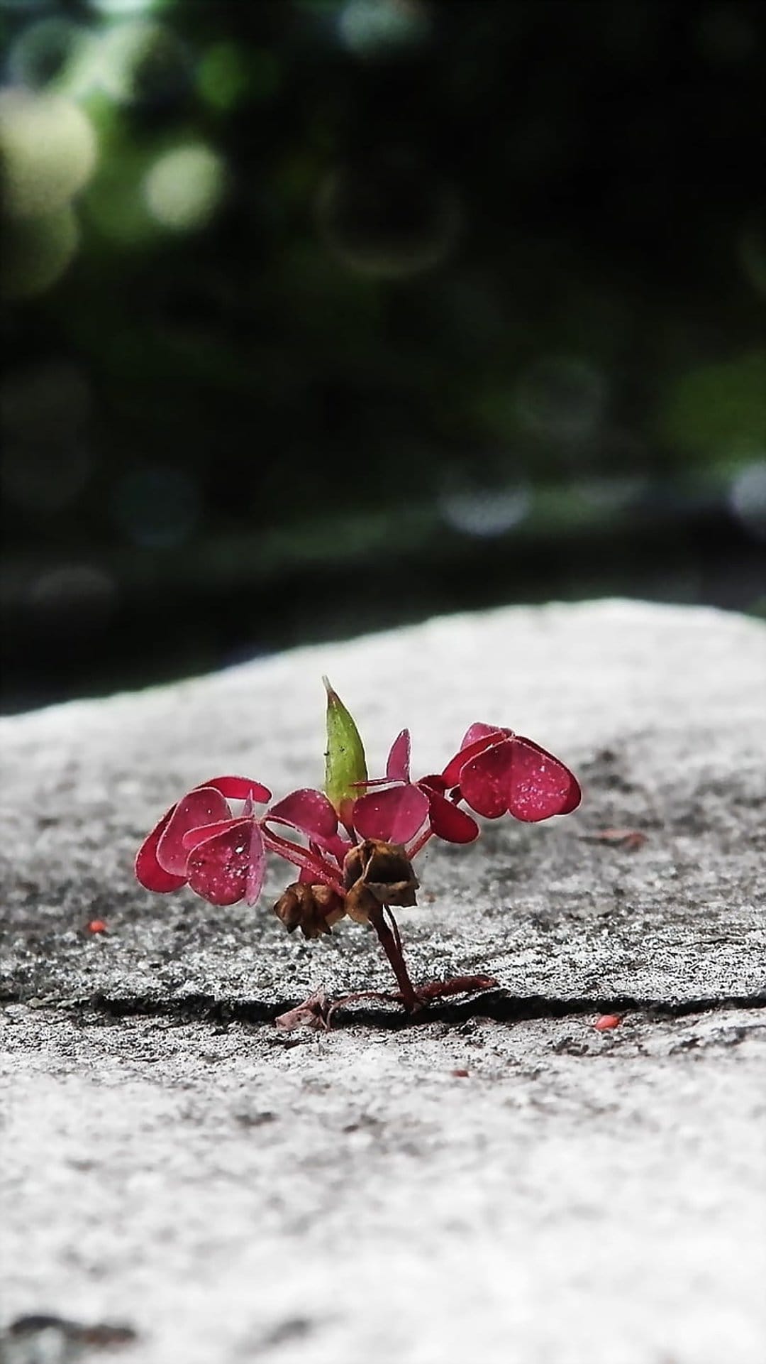 Tiny red wildflower grows from a narrow crack in gray stone with soft green bokeh in the background.