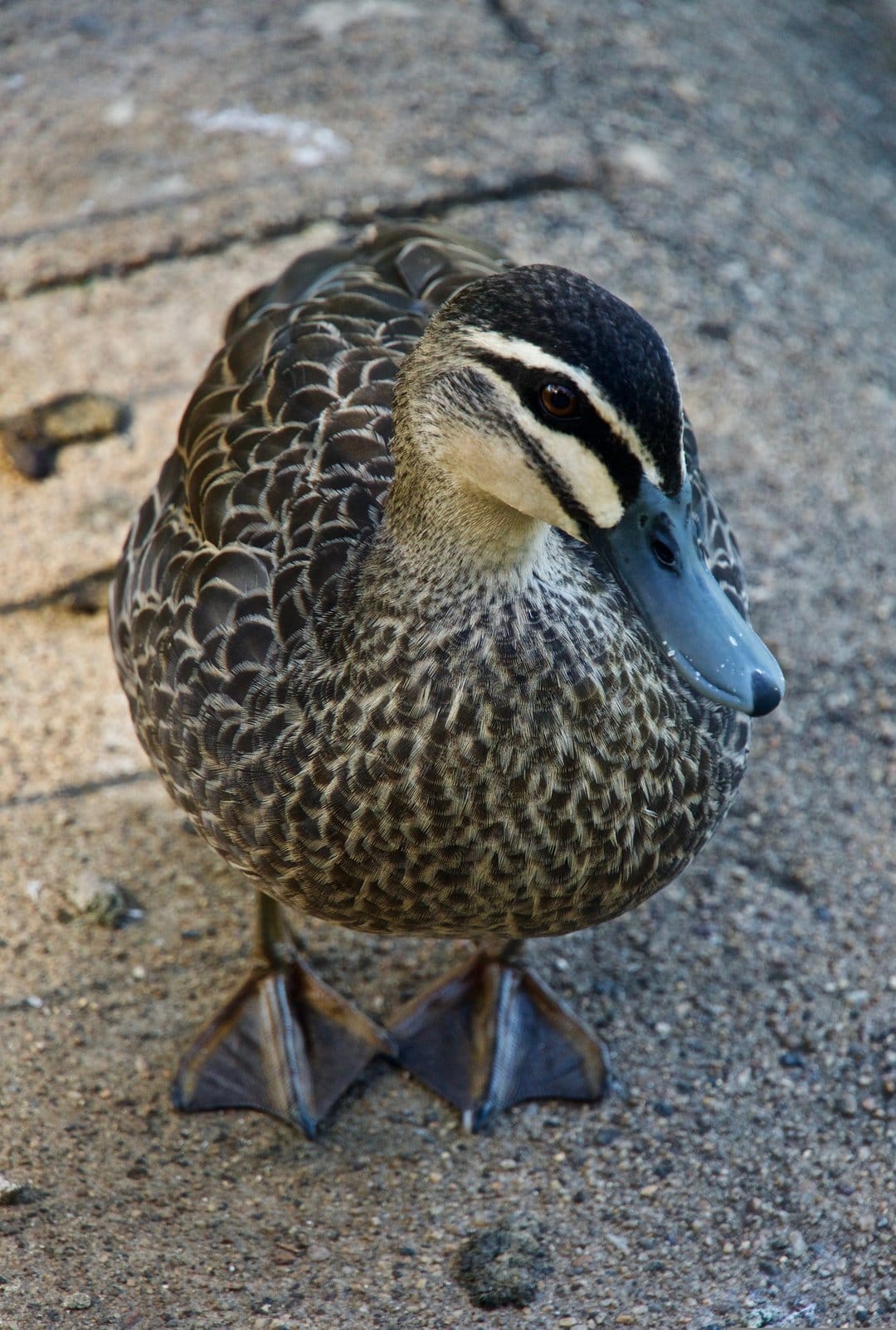 Brown mottled duck with a light blue bill and webbed feet rests on textured cobblestones in soft outdoor light.