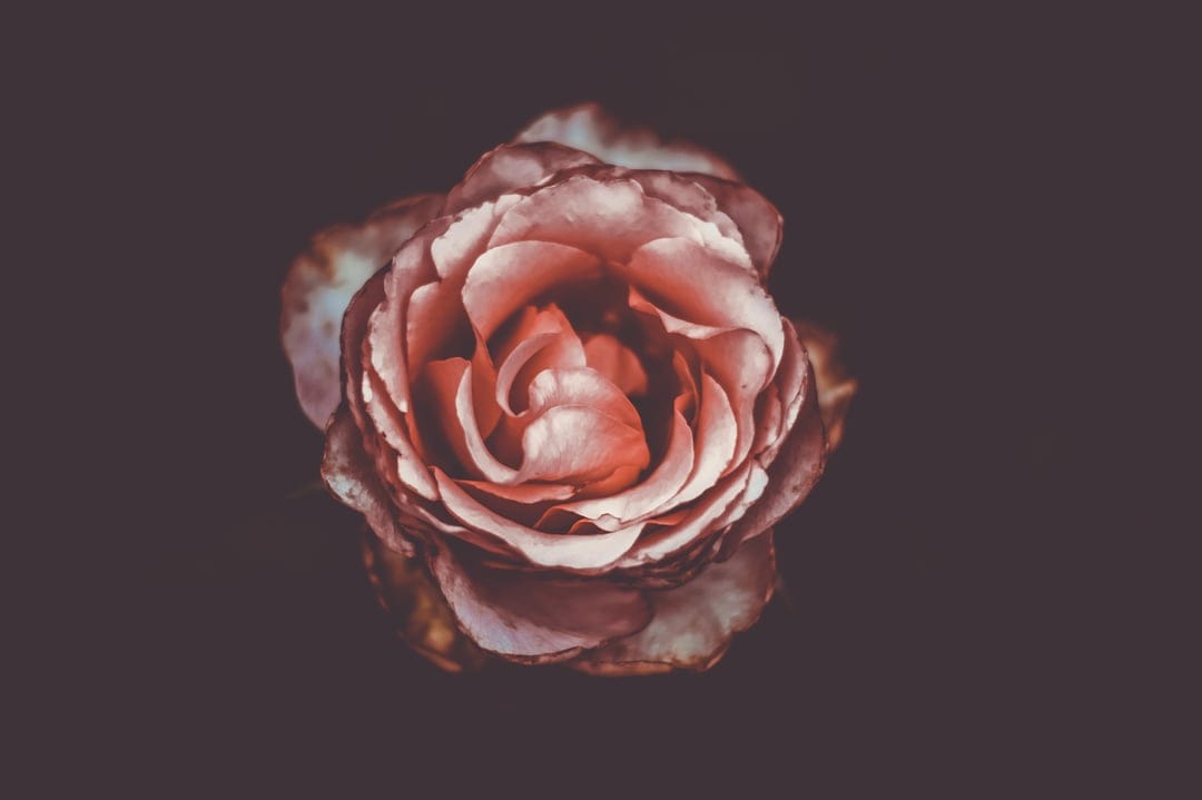 Pink rose petals with soft textures and curved edges transition into deep shadows in a close-up macro view.