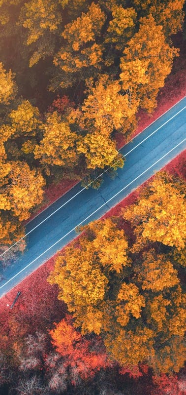 Autumn, road, forest, nature, landscape, peaceful, serene, tranquil, beautiful, outdoor, aerial, fall, vibrant, orange, yellow, red, trees, colorful, scenic, tranquil scene