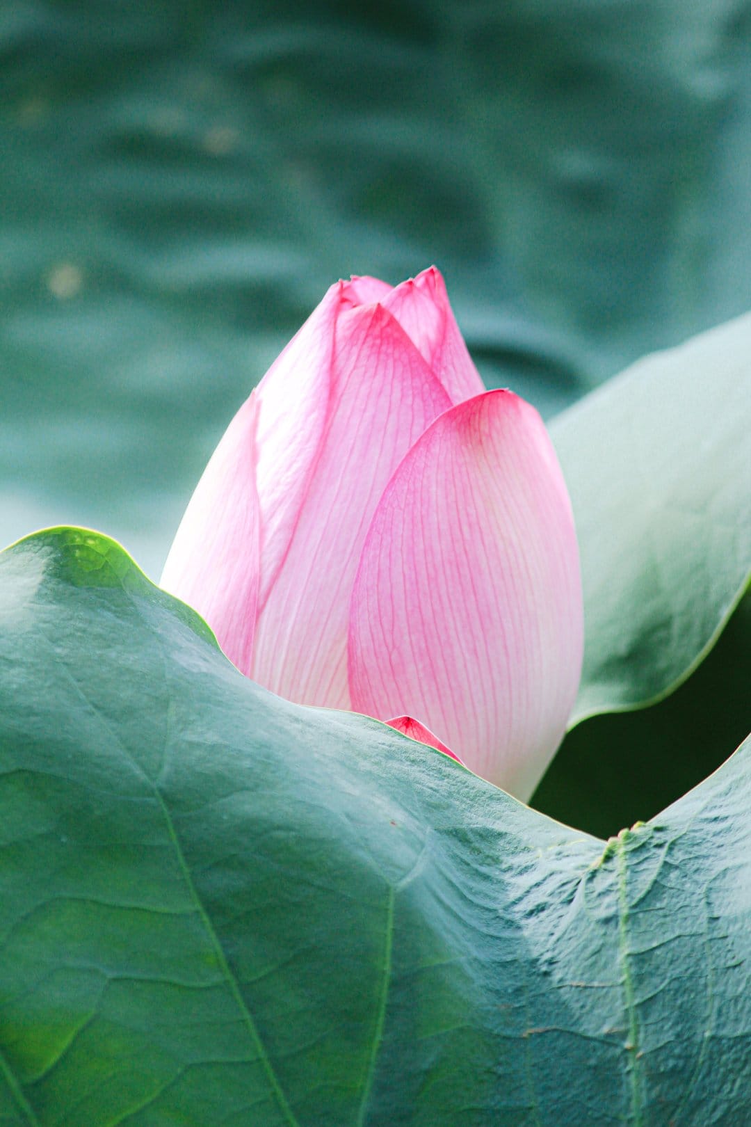 Pink lotus bud with closed petals surrounded by broad green lily pads in a tranquil outdoor water garden.
