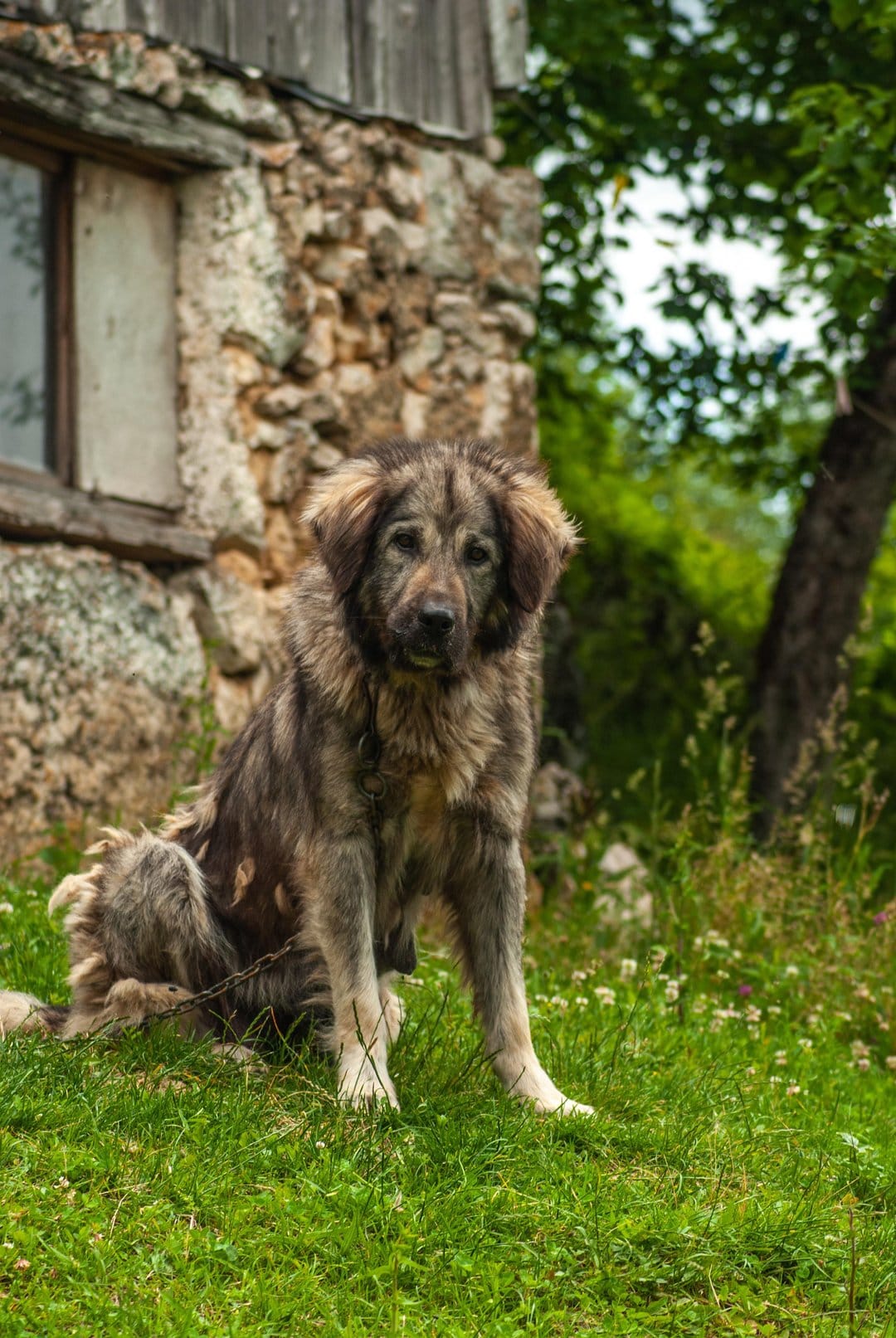 Shaggy dog with thick grey fur sits on green grass beside a weathered stone building with a wooden window frame.