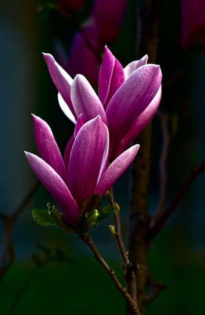 Two pink magnolia blossoms with sunlit petals stand out against a blurred dark green garden foliage background.