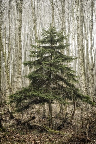 wood,tree,nature background,forest,birch,forest fir,tree,moor,peat,beautiful wallpaper,iphone wallpaper