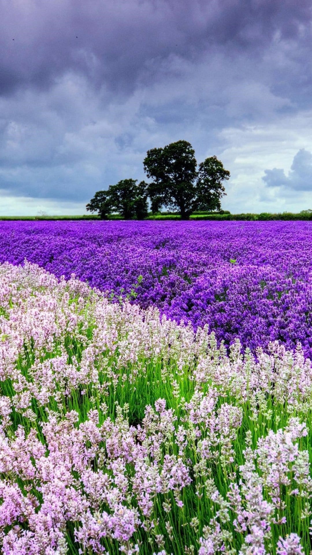 Two-toned petals, lavender fields, and dew-covered roses captured in a vertical orientation for mobile displays.