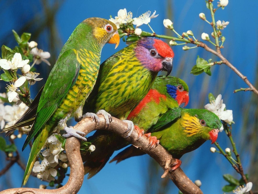 Four colorful parrots perching on a flowering branch with white blossoms under a bright blue sky background.