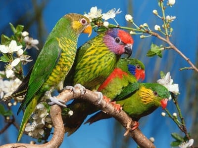parrots,colorful,bird,branch