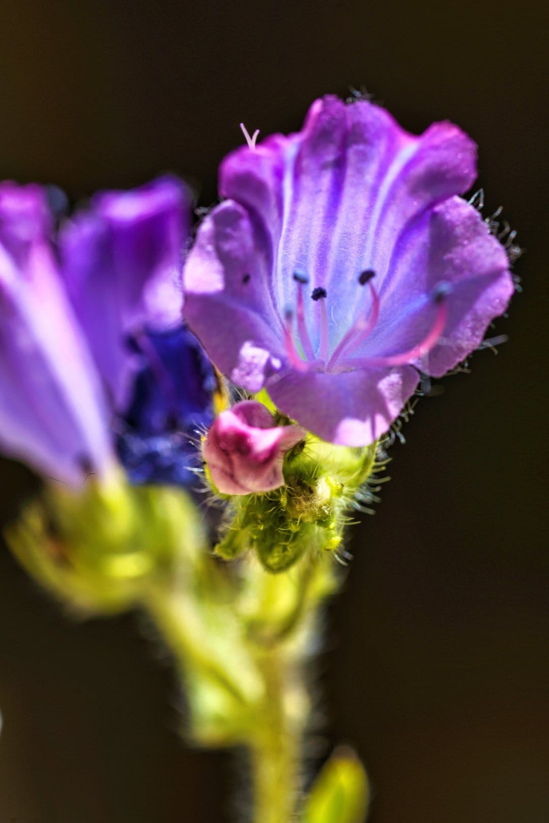 Purple flower petals with frilled edges and yellow stamen showing tiny hairs against a dark blurred background.