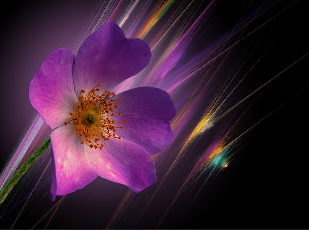 Purple flower with bright orange stamens and multi-colored light trails shimmering against a dark background.