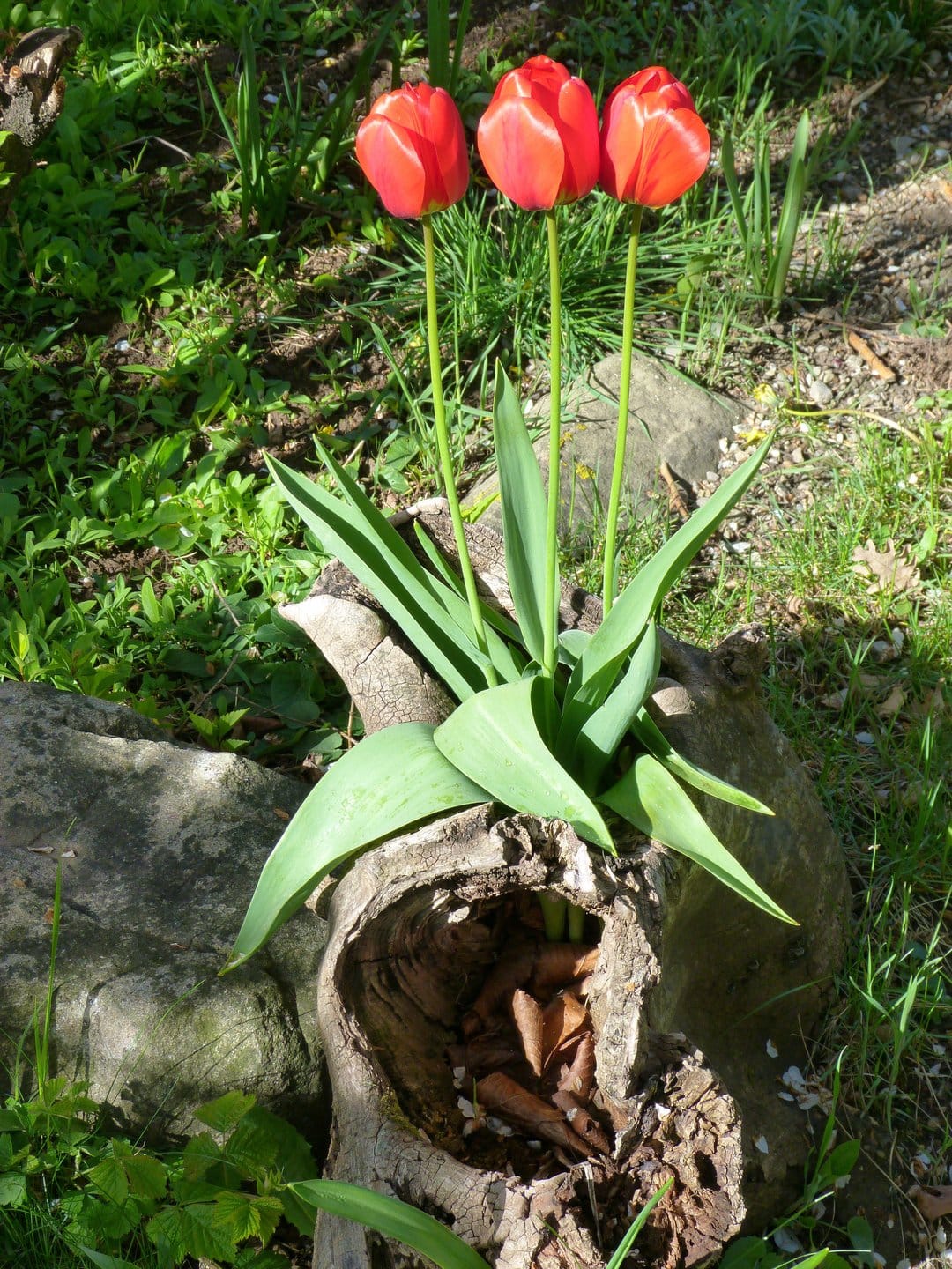 Red tulips growing from a hollow wooden log surrounded by green foliage under filtered garden sunlight.