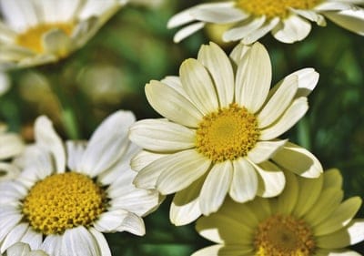 White daisy petals with bright yellow centers bloom against a blurred green and gold bokeh background.