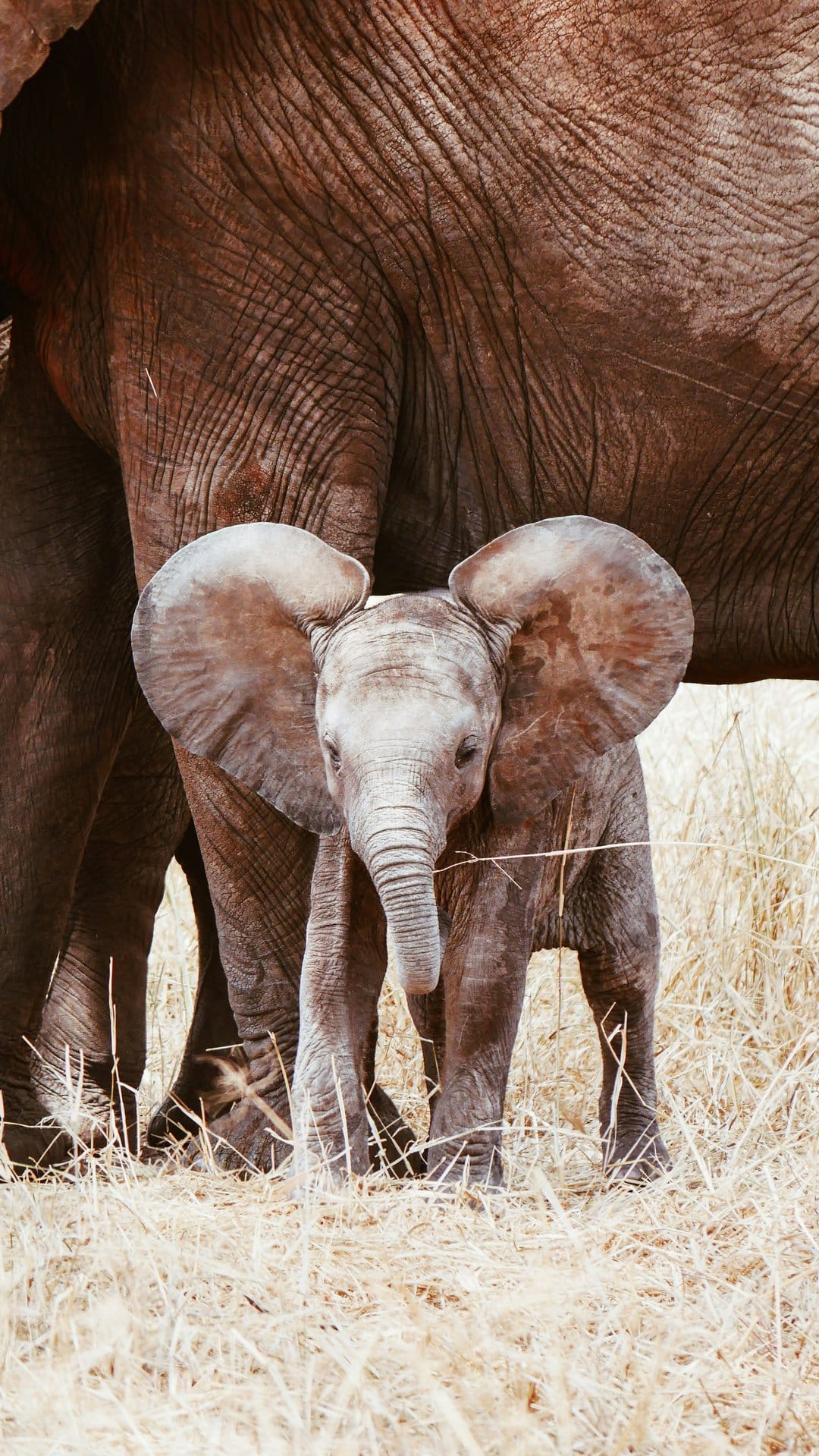 Elephant calf standing next to its mother's thick leg in a dry, grassy African savanna under soft light.