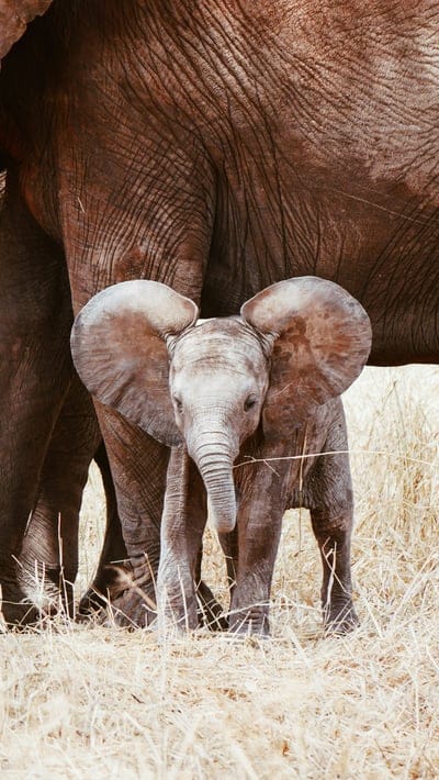 Elephants,Elephants wallpaper,Elephants desktop wallpaper,animals,wildlife wallpaper