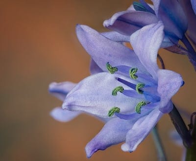 flower,spanish bluebell,full hd wallpaper,botany,petals,free wallpaper,macro,wallpaper,windows wallpaper,free background,wallpaper 4k,cool backgrounds,mac wallpaper,laptop wallpaper,4k wallpaper,bloom,blossom,scented,4k wallpaper,flower wallpaper