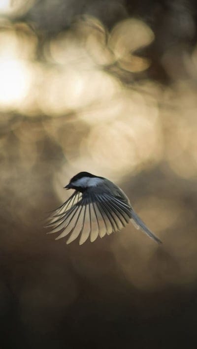bird,glare,wings,flap