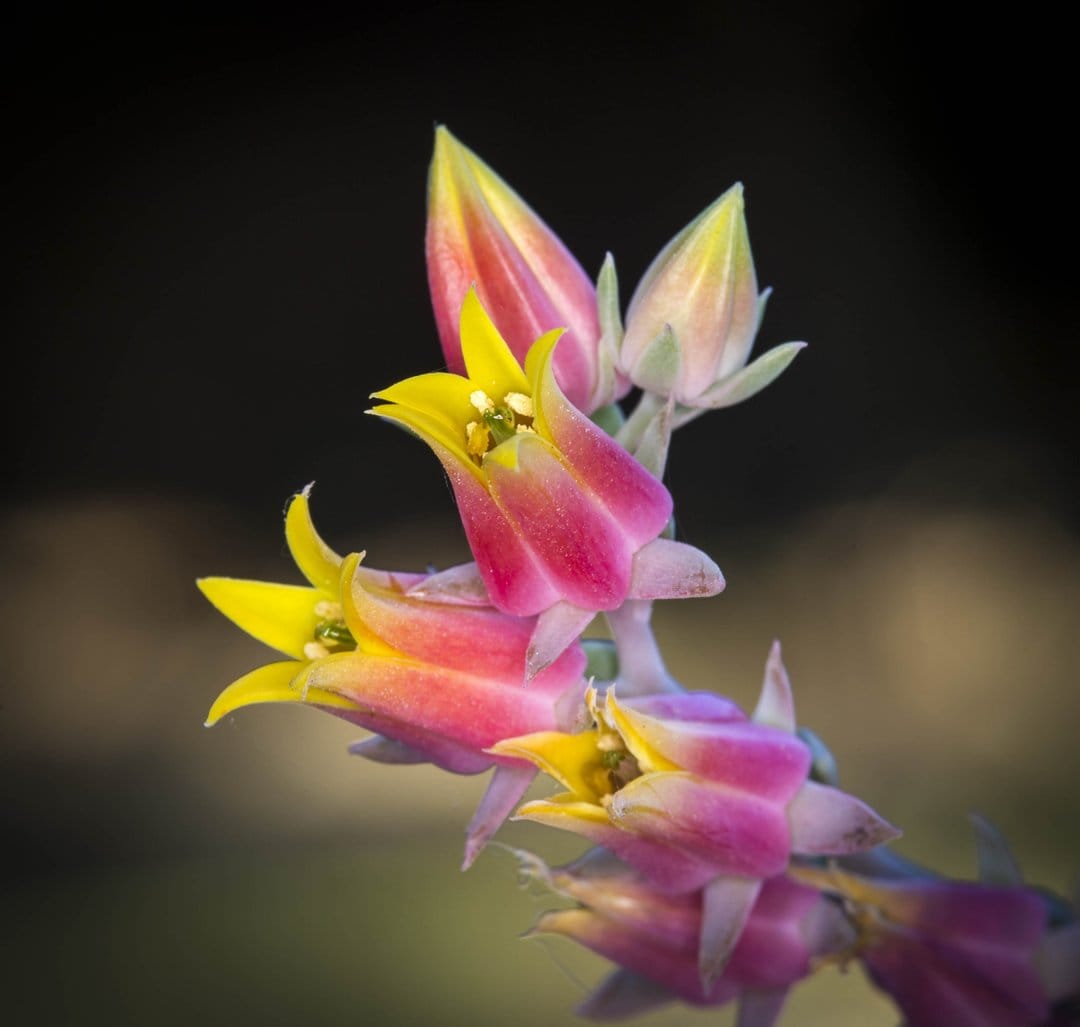Echeveria succulent flowers with pink and yellow bell-shaped petals captured in a soft-focus macro photograph.