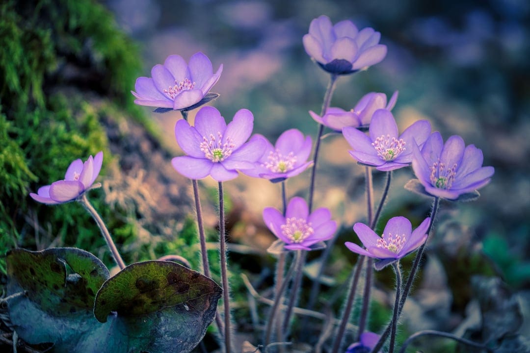 Purple anemone flowers with yellow centers grow between green mossy rocks on a soft-focus forest floor.