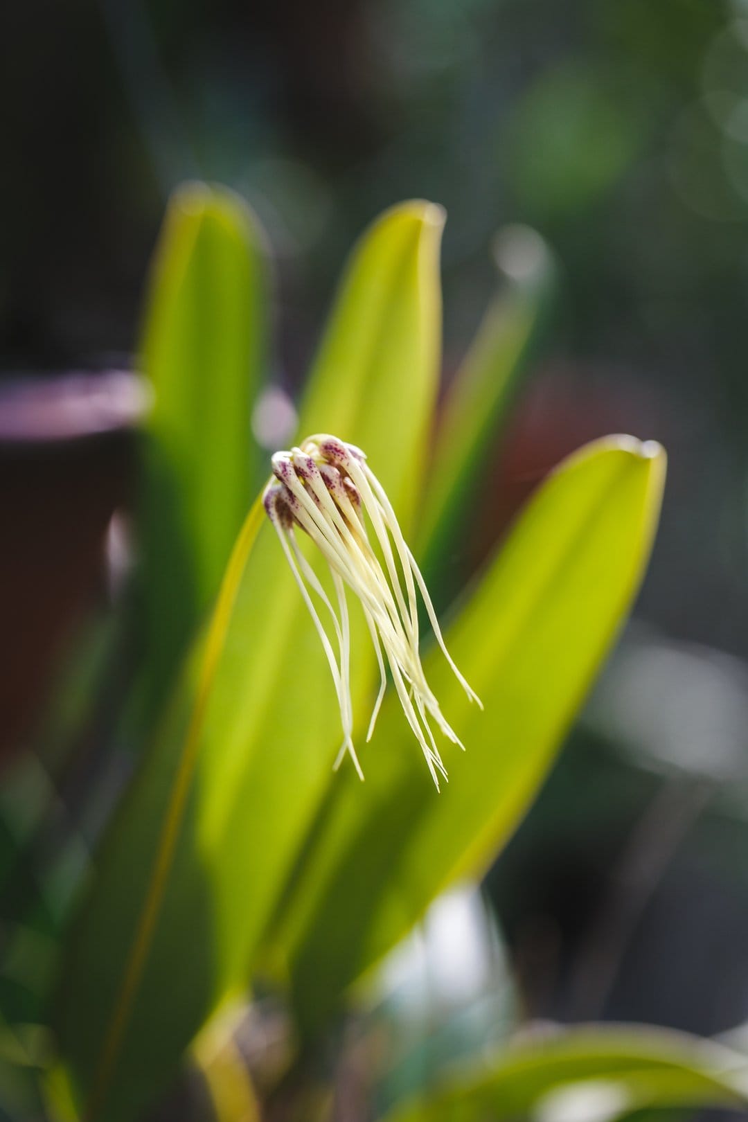 Rare orchid bloom with maroon center and long white thread-like filaments against a blurred green leaf background.