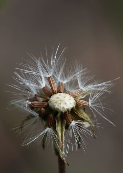Fading dandelion seed head with white feathery parachutes against a soft brown background in a macro close-up.