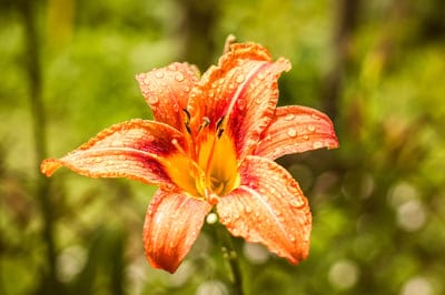 orange day lily,windows wallpaper,beautiful wallpaper,free wallpaper,daylily,flower,mac wallpaper,4k wallpaper,plant,petals,wallpaper 4k,bloom,wallpaper hd,laptop wallpaper,cool backgrounds,nature wallpaper,beautiful flowers,flower wallpaper,dew,droplets