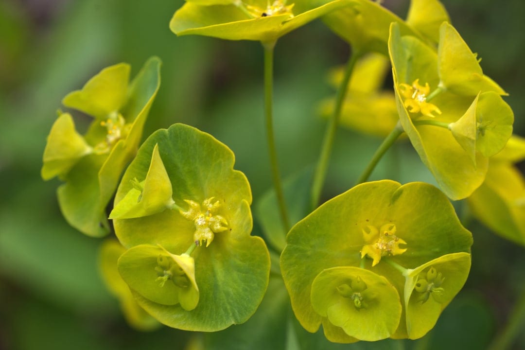 Yellow-green Euphorbia flowers show detailed stamen and petals against a softly blurred green garden background.