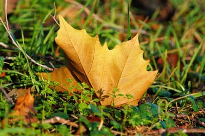 Autumn wallpaper,Autumn,Autumn desktop wallpaper,leaf,natural