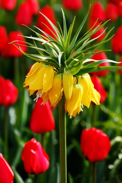 red,yellow,tulips,nature,lock screen wallpaper,beautiful wallpaper,tulip,Samsung wallpaper,flower background,green,background,wallpaper,phone wallpaper,beautiful flowers,mobile wallpaper 4K,flower,flowers,flower wallpaper,floral background,bulbs