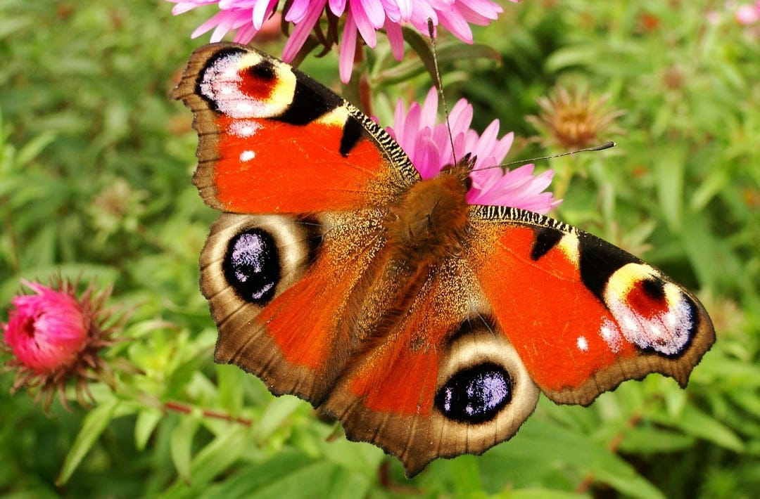 Peacock butterfly with blue eyespots rests on a pink aster flower against a blurred green garden background.