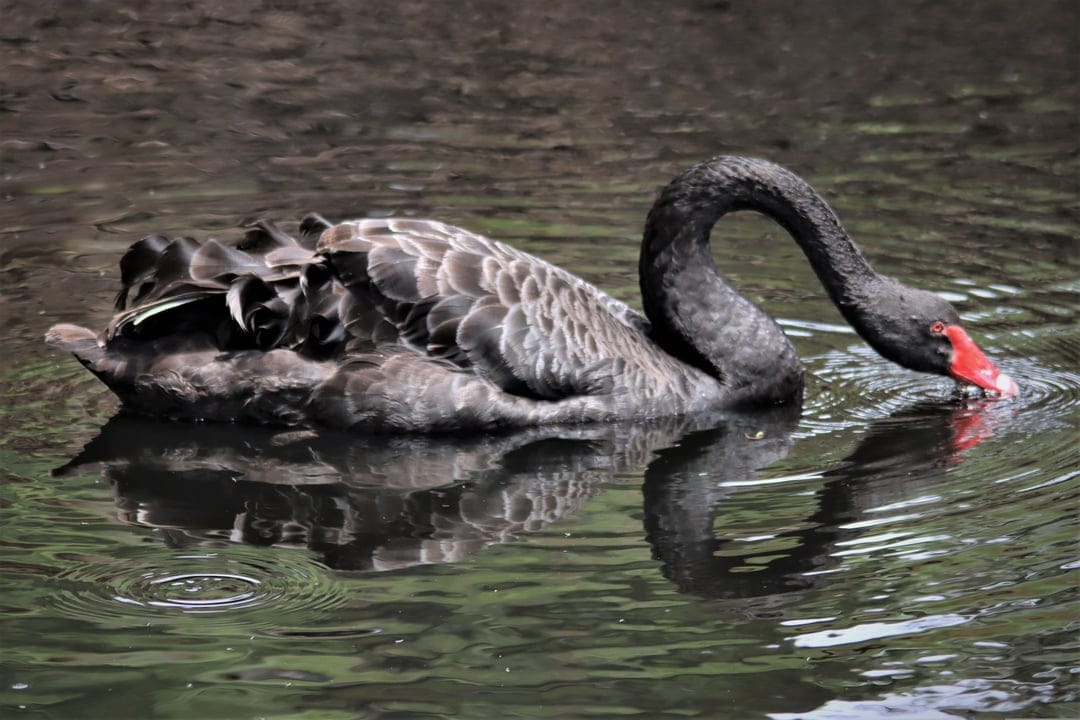 Black swan with a red beak leans over a dark pond, its neck curved as it touches the reflective water surface.