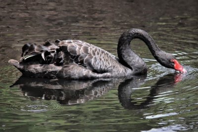black,swan,reflection,beautiful wallpaper,nature,animal,bird,watching,elegant,lake,water,plumage,windows wallpaper,feather,waterfowl,Australia,nature background,full HD wallpaper,head,mac wallpaper