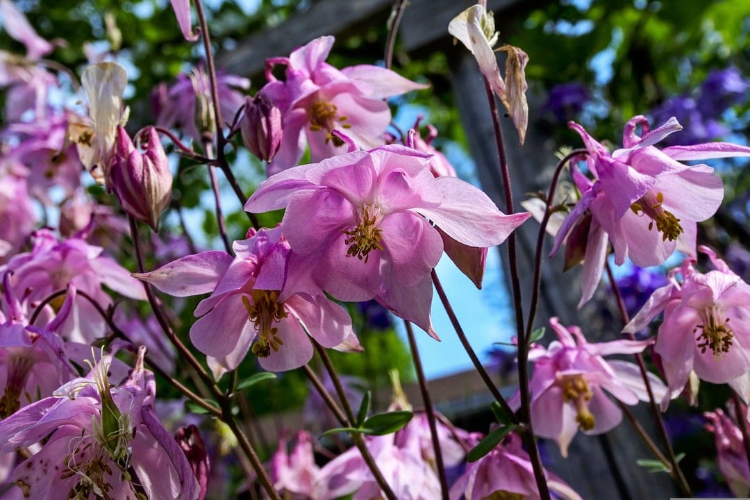 Pink columbine flowers with long spurs bloom against a soft green bokeh background in a vertical garden photograph.