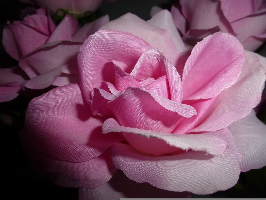 Pink rose petals with soft velvet textures and light shadows form a delicate macro floral close-up composition.