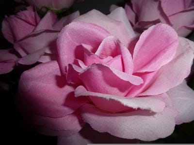 Pink rose petals with soft velvet textures and light shadows form a delicate macro floral close-up composition.