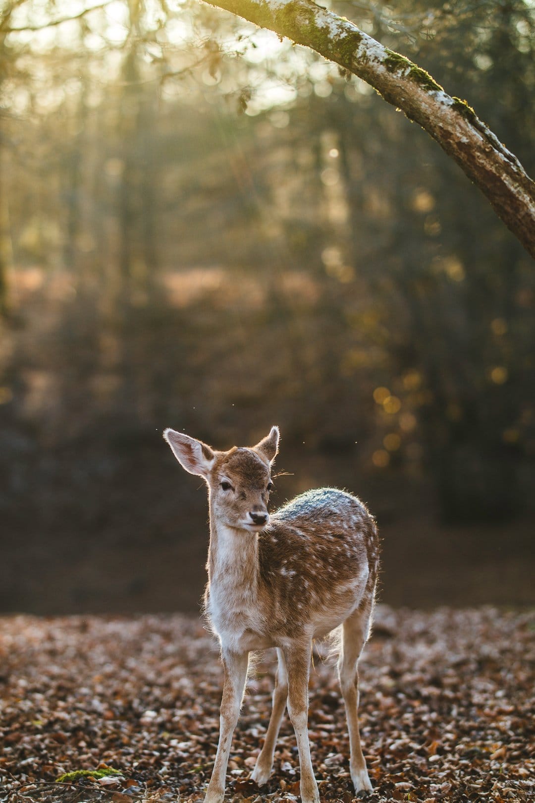 Spotted fawn stands in a sunlit forest of orange autumn leaves with light rays filtering through the trees.
