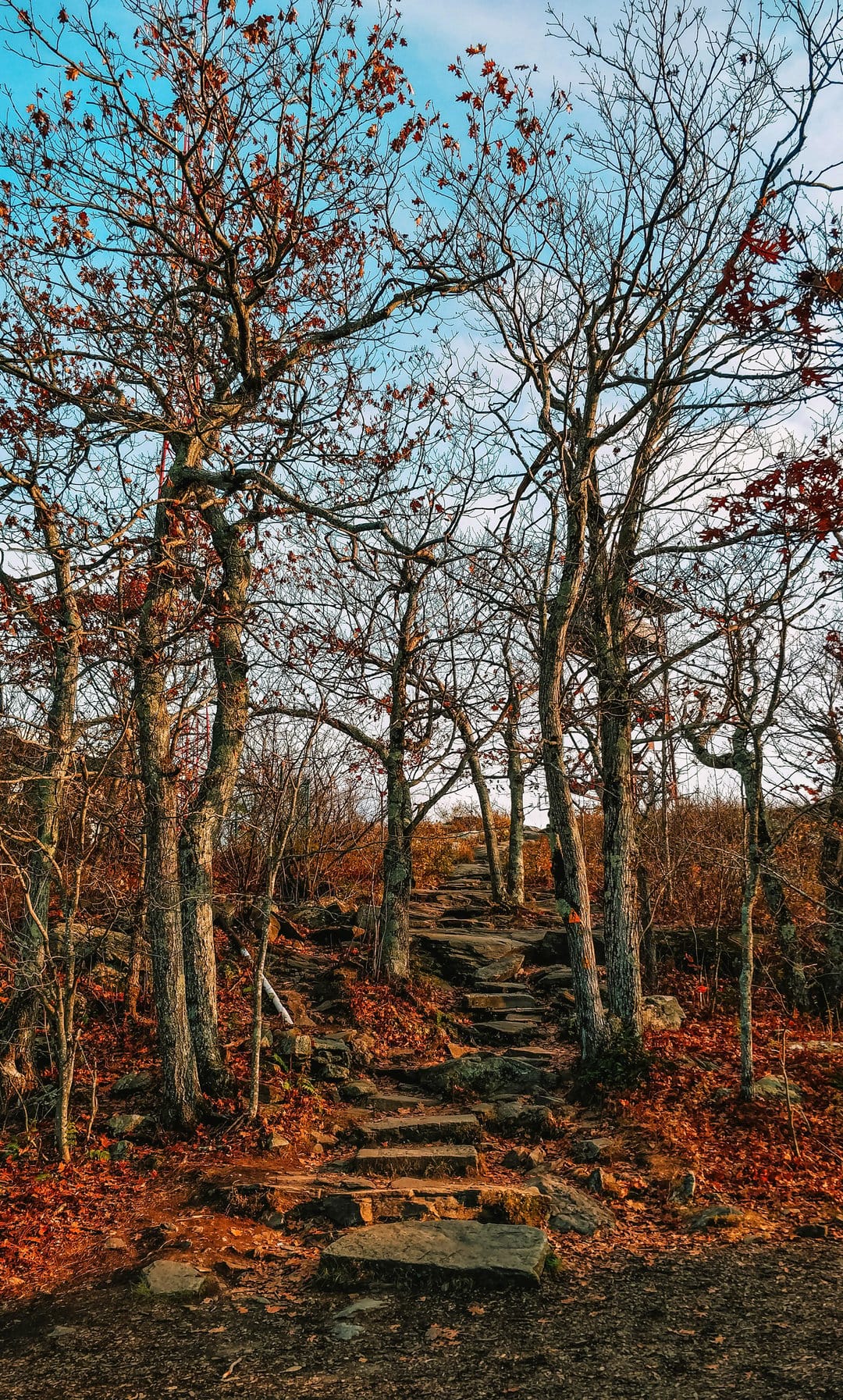 Stone stairs ascend a forest path covered in crunchy orange leaves with a blue sky visible through bare trees.