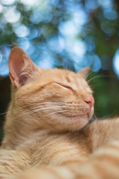 cats,pet,look,nat,mobile wallpaper,cat,Samsung wallpaper,feline,animals,lock screen wallpaper,mobile wallpaper 4K,cute,animal,mascot,portrait,skin,beautiful wallpaper,little cat,nature,iPad wallpaper