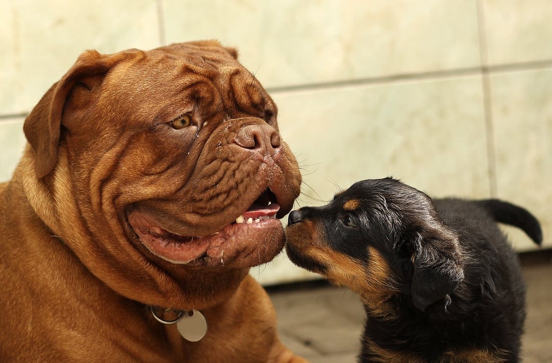 Fawn Mastiff dog and black and tan Rottweiler puppy touch noses in an affectionate close-up animal portrait.