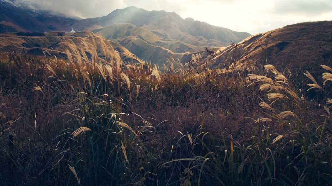 Tall wild grasses sway in front of rolling sunlit mountains and a small white pagoda during the golden hour light.