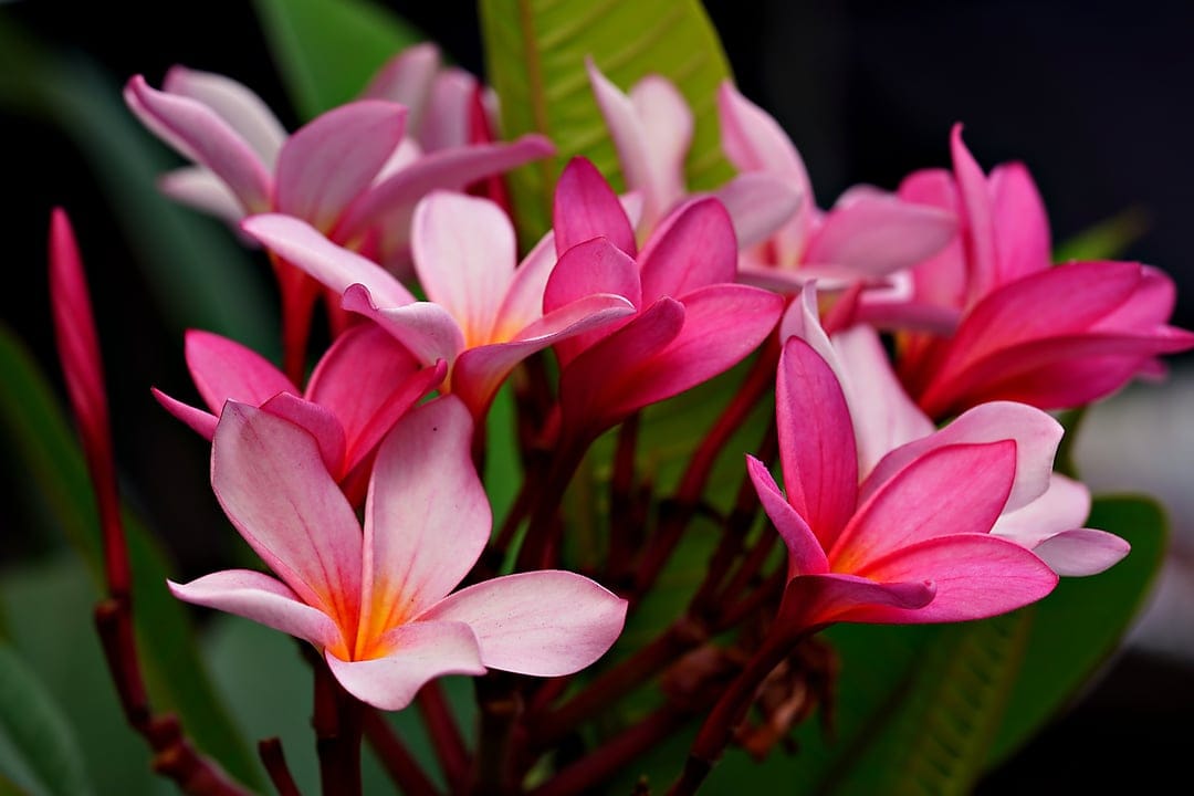 Pink and white plumeria flowers with yellow centers bloom among dark green leaves in a close-up garden view.