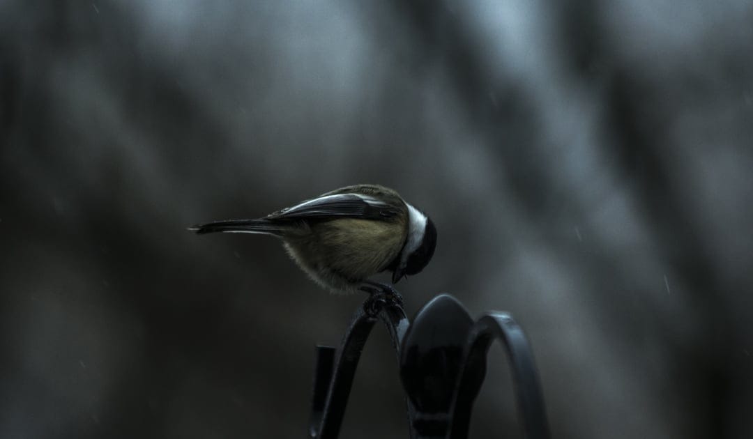Black-capped chickadee with tucked head perches on black metal during rain with a blurred dark background.