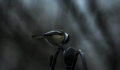 titmouse,bird,sitting