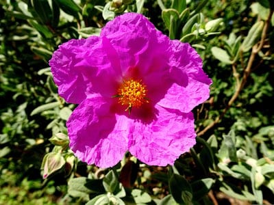Poppy,Beautiful Flowers,Flowers,Plants,Color Pink,Garden,Gardening,Flower Background,Horticulture,Botanical,Flora,Fulfillment,Flower Wallpaper,Colorful,Beautiful,Spring,Nature,Romantic,Sheets,Petals 